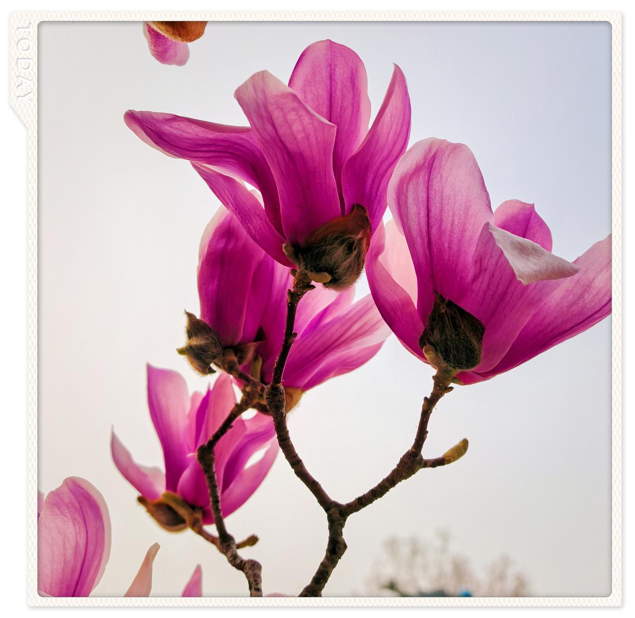 晒一晒随手一拍美丽的花朵红色玉兰花