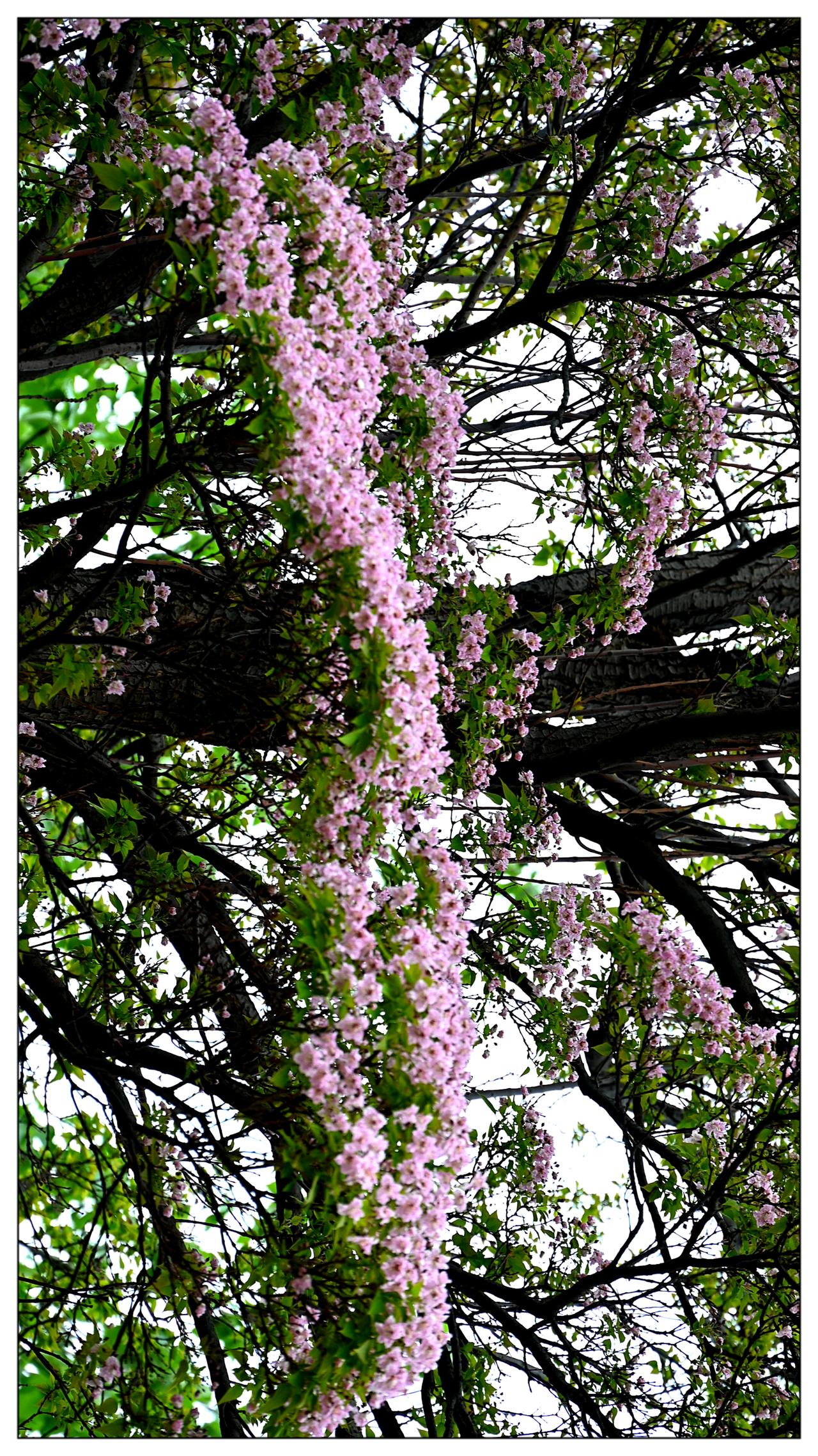 奇特的树种，开粉红色的花，《近期拍于北京陶然亭公园北门》