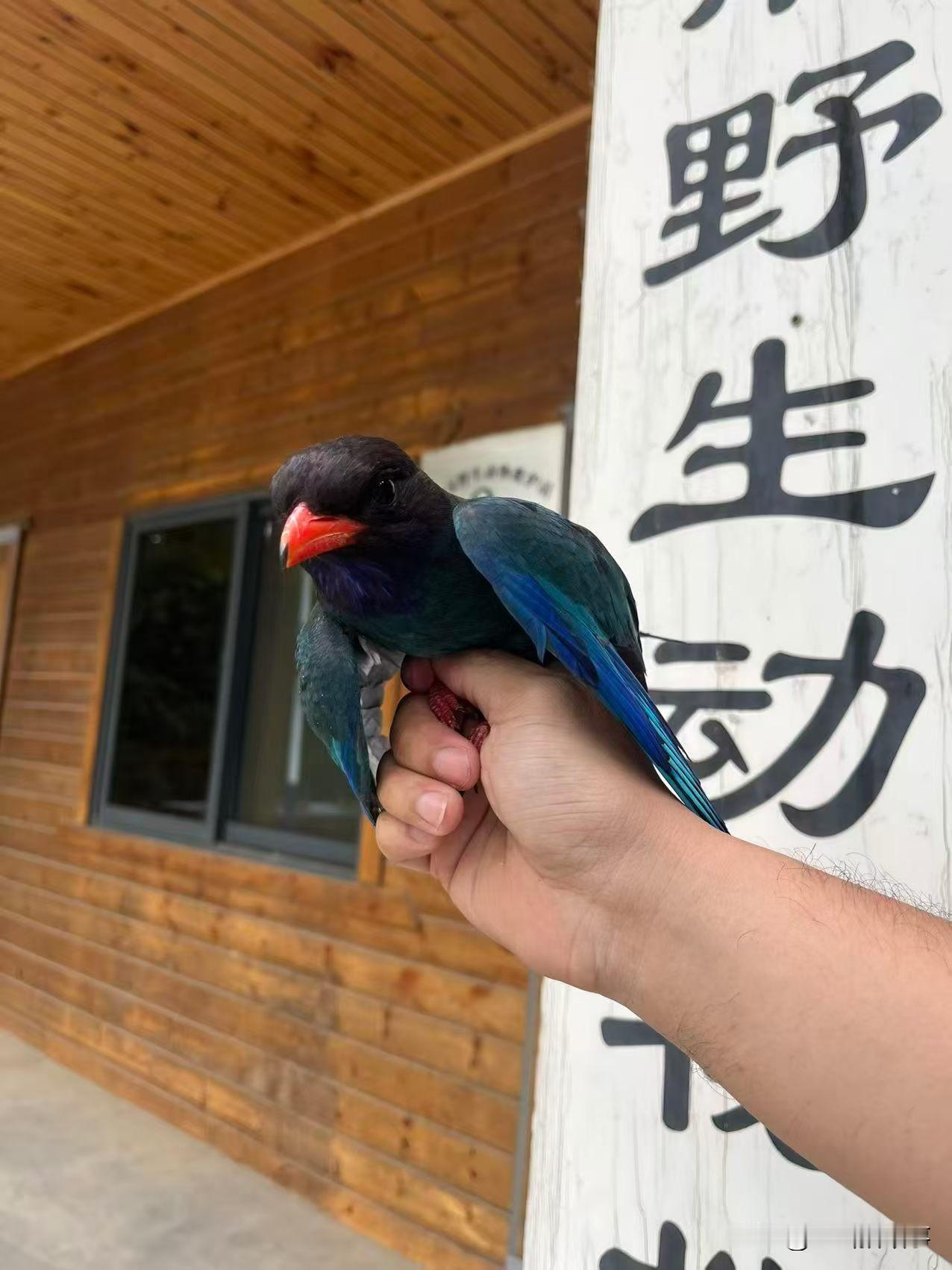 2026年5月31日，郑州市野生动物救护站工作人员应爱心人士李女士求助，冒酷暑前