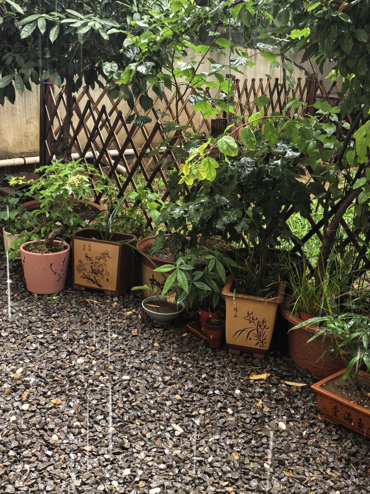 雨中小院。
刚刚突然下了一阵雨，小院里的盆景和花花草草淋了雨，显得格外精神更加青