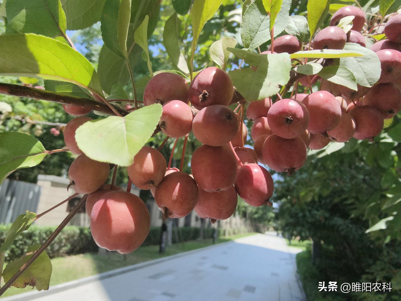 西瓜是夏季的主要水果，消费量大，各级政府部门，应引导协助农民做好西瓜的销售，才能