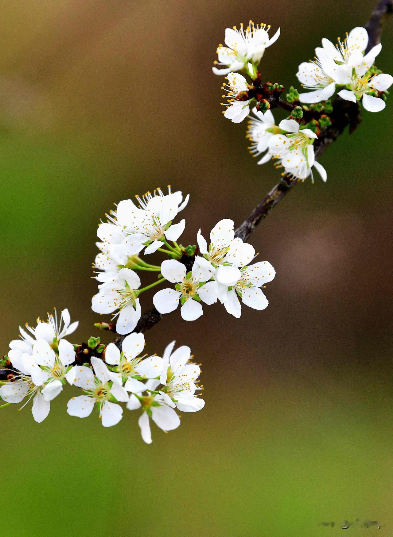 李花特写｜一树素白，满枝春韵。
