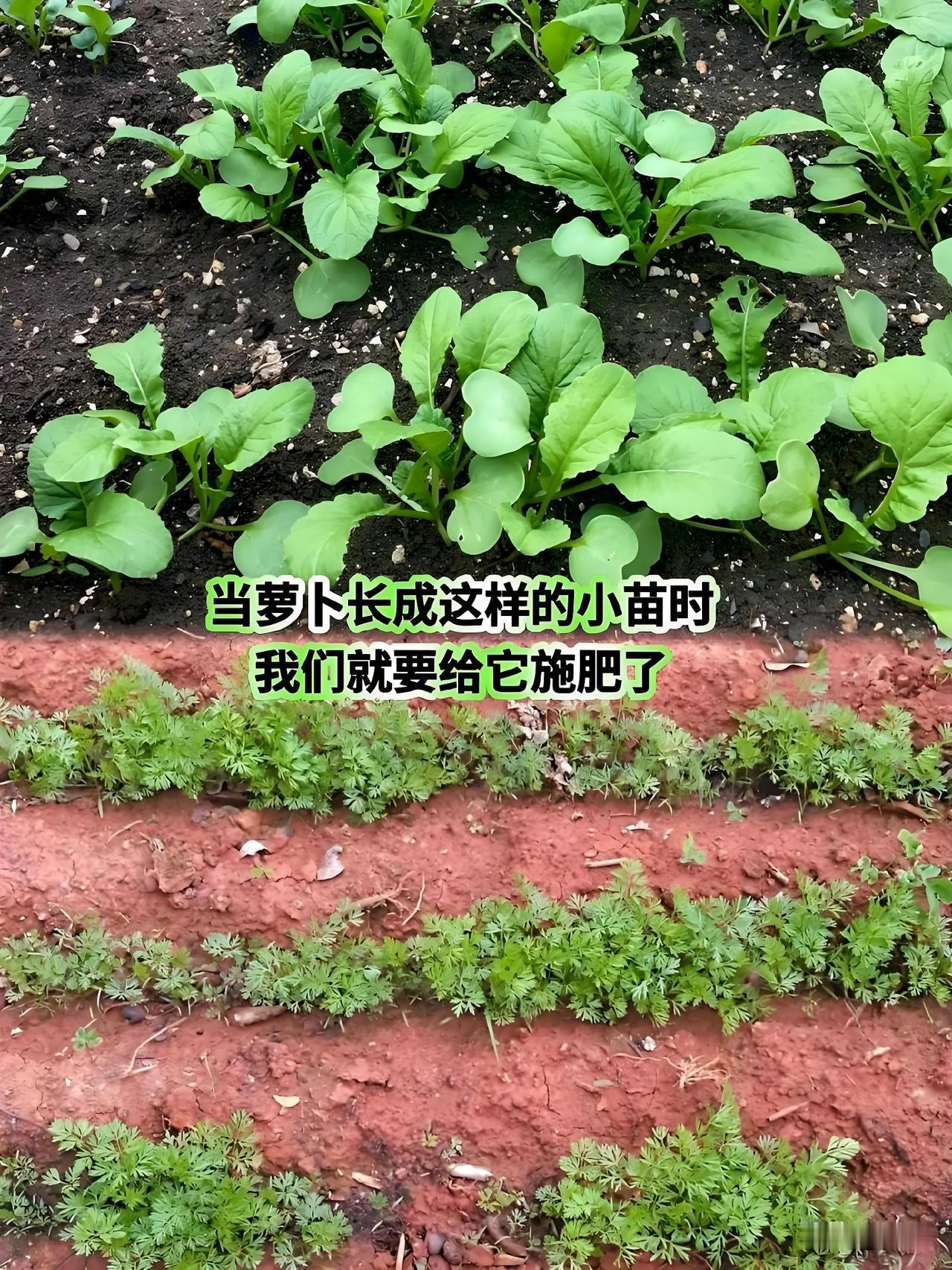 栽种萝卜前整地时，如果已经施足腐熟有机肥当作底肥，苗期完全不用额外追肥。土壤里储