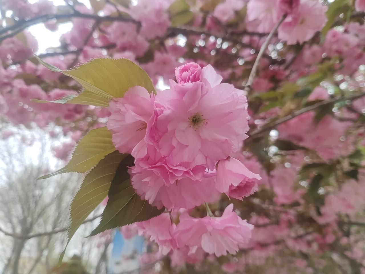 晚樱·简笔
五环公园溜达一圈，
看到晚樱开得软软的🌸，
粉白花瓣被风一吹，轻轻