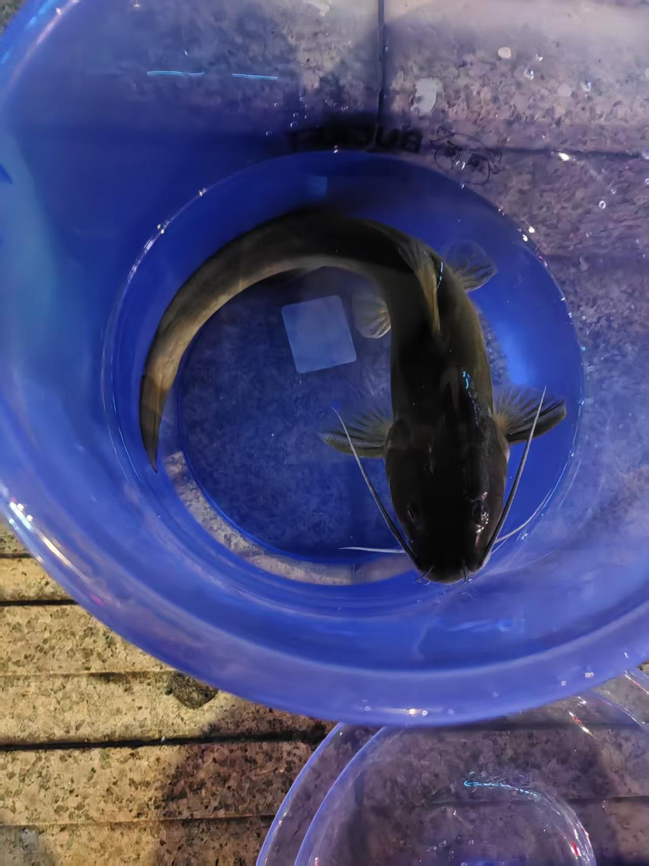 垂钓一年有感而发。
能否钓到鱼，并不是网上吹嘘的饵料、鱼钩、浮漂、吃铅和线组等等