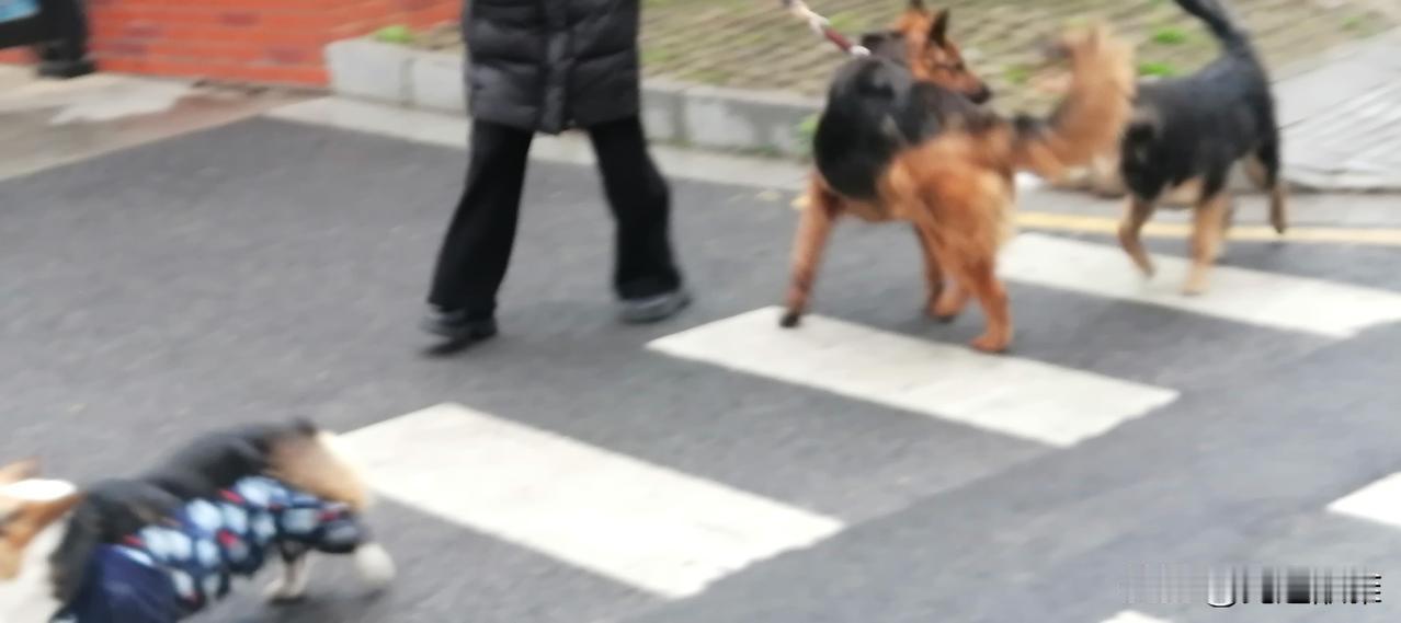 都说狗咬人不是新闻，只有人咬狗才是新闻。
今天我看到一幕，虽然不是人咬狗，却看到