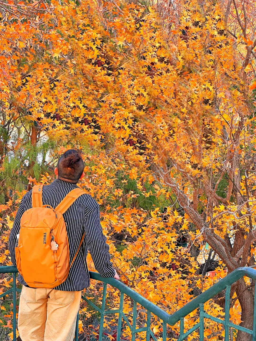 11.16实况❗️紫竹院简直美出天际惊艳晚秋🍁