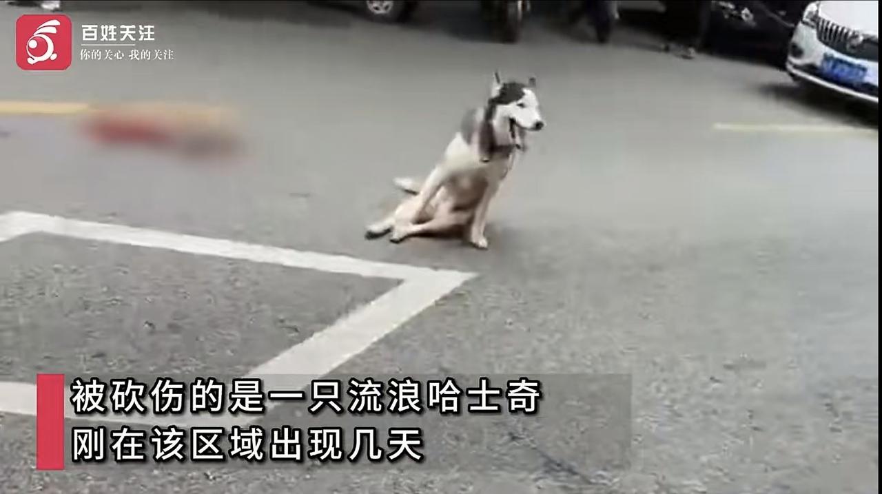 到底应该治理狗患还是大力发展“它”经济？两者恐怕难以兼得。发生在去年秋天的这一幕