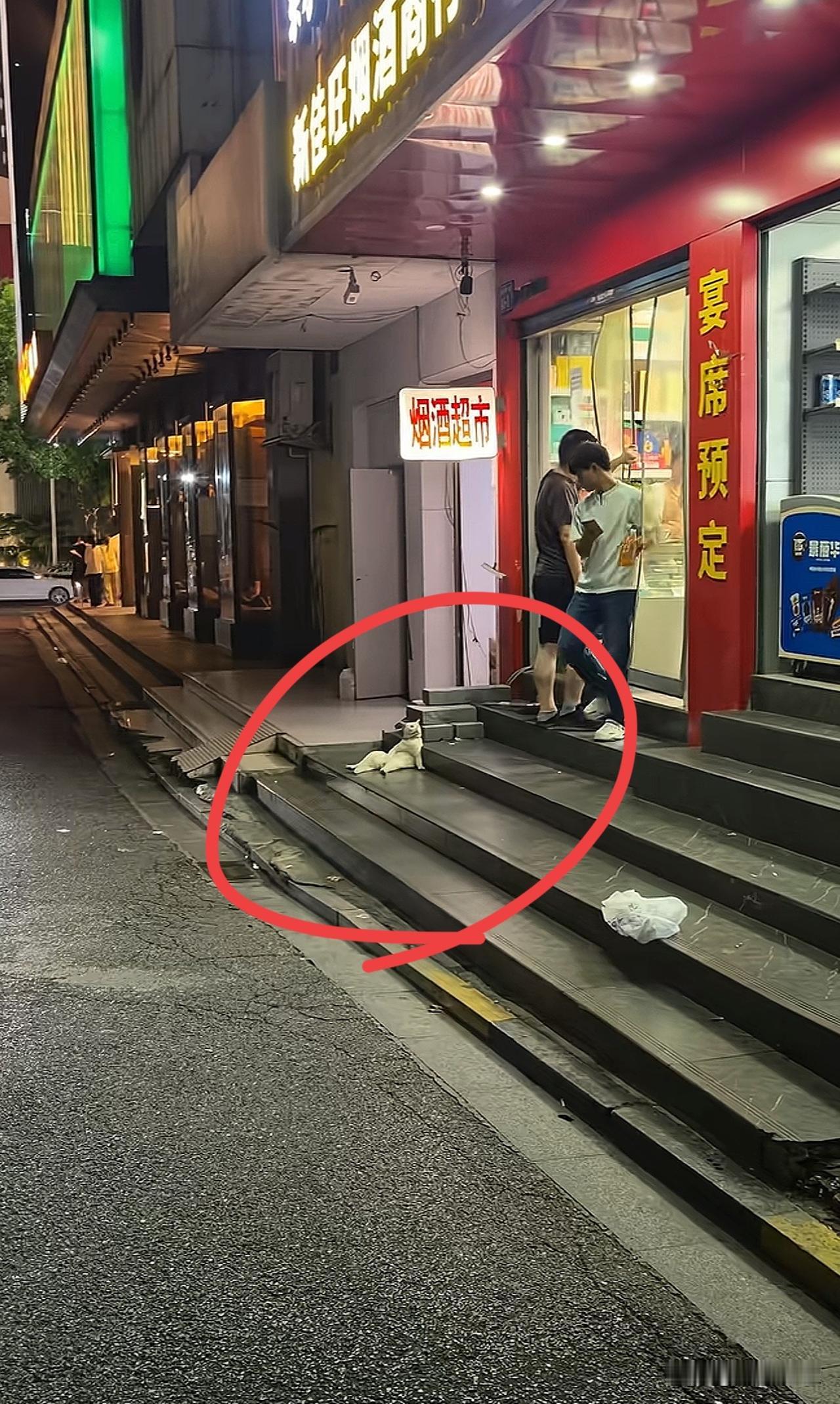 大老远就看见他慵懒的坐在那[笑哭]大哥看起来像是个看破红尘的猫[捂脸]