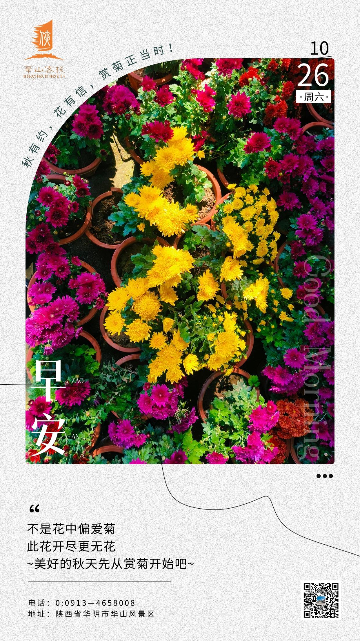 #华山# #赏菊# #侠文化#
不是花中偏爱菊
此花开尽更无花
~美好的秋天先从