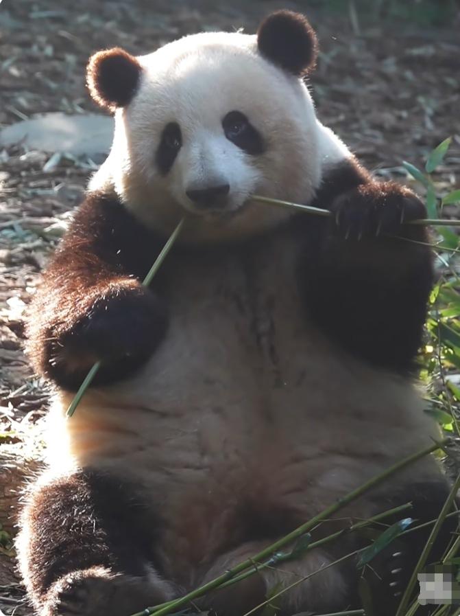 花花太喜欢爷爷了，一听到爷爷喊“过来”的声音，它整个熊马上就定住了，眼睛看向爷爷