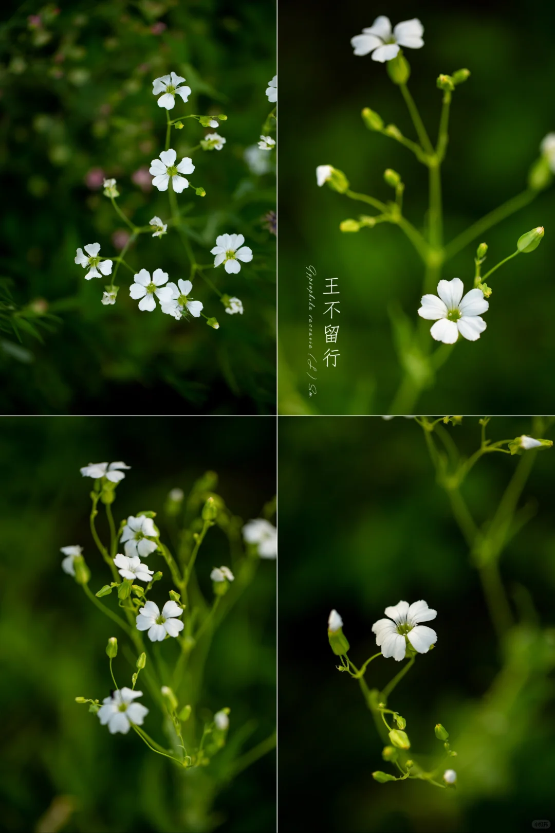 王不留行|白花麦蓝菜