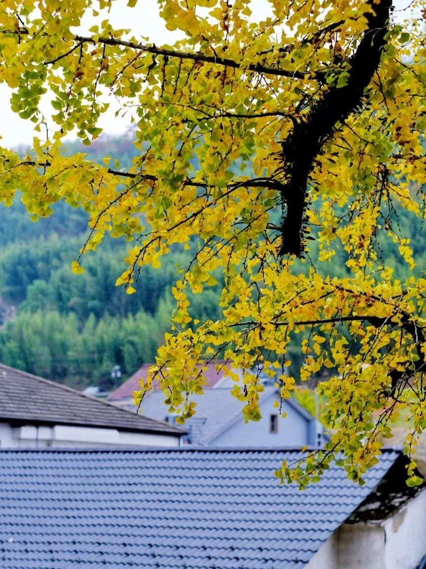 接下来的临安，是江浙沪秋日徒步的天花板🍂