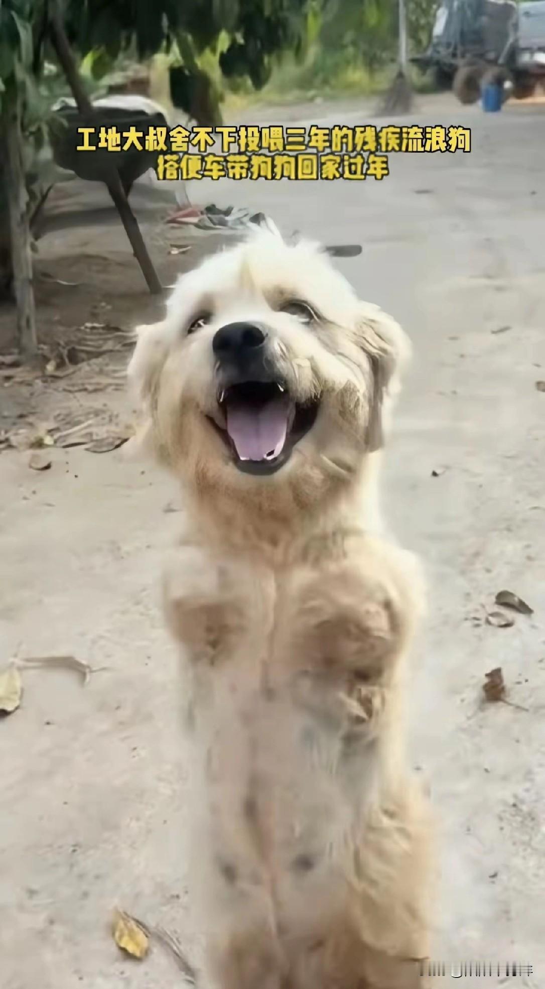 暖心了! 在工地打工的男子舍不得扔下投喂三年的残疾流浪狗，决定带它一起回家过年。