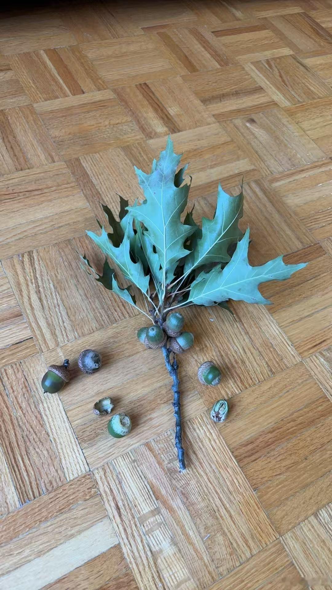 在西雅图的时候常爬山，山上的高大乔木是花旗松和侧柏。回到北大荒，没有山可爬。公寓