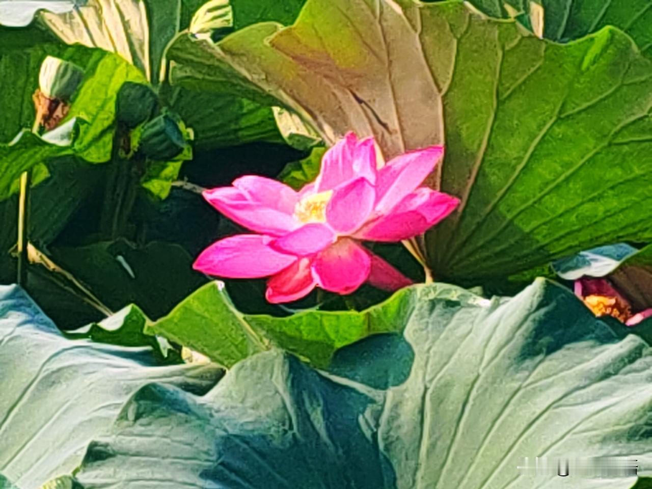 绿盘衬粉荷，人间好时节