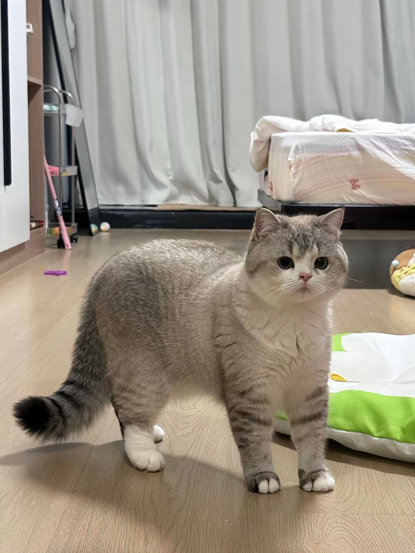 毛发光亮、柔顺，大眼睛，小脸蛋！非常标准的猫