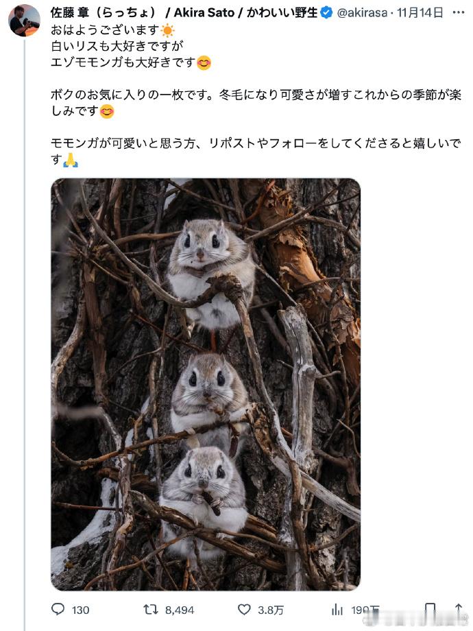 北海道摄影师拍摄到的3只北海道小飞鼠 