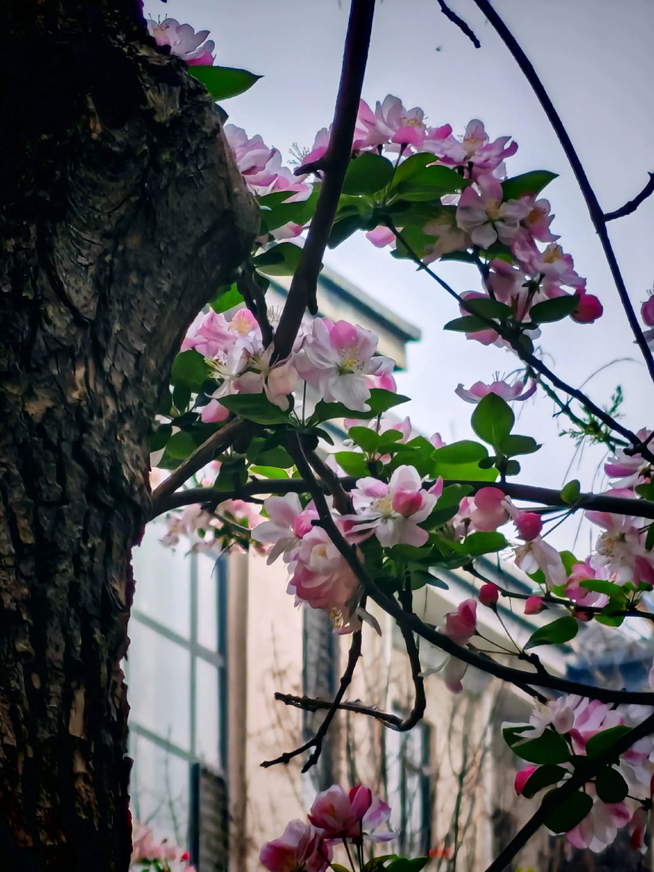 发现春天里的美，角度不同，景美就不同。瞎晃悠
