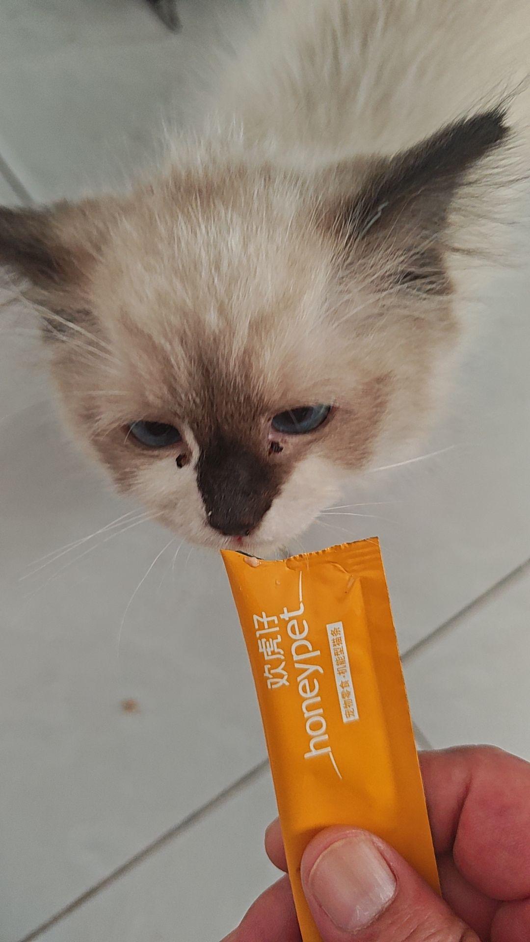 营业的猫咪