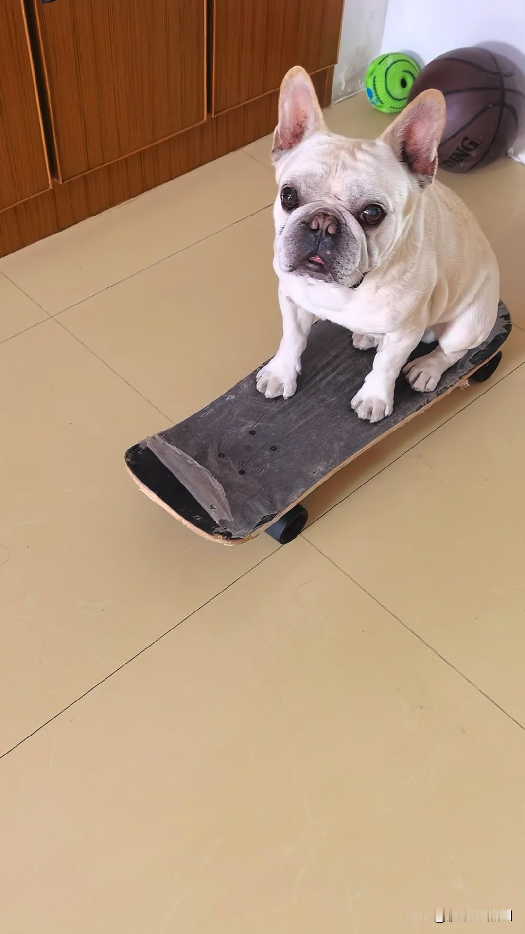 下雨宅家小法斗劲没处使，滑滑板[大笑]
它的小鸭子我把收起来了，不让它老是爬楼梯