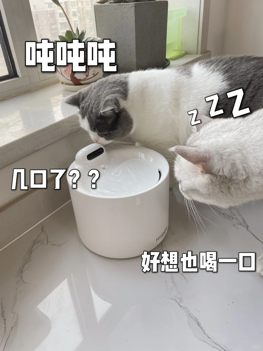 🐱家有俩喵星人的宠物饮水机！