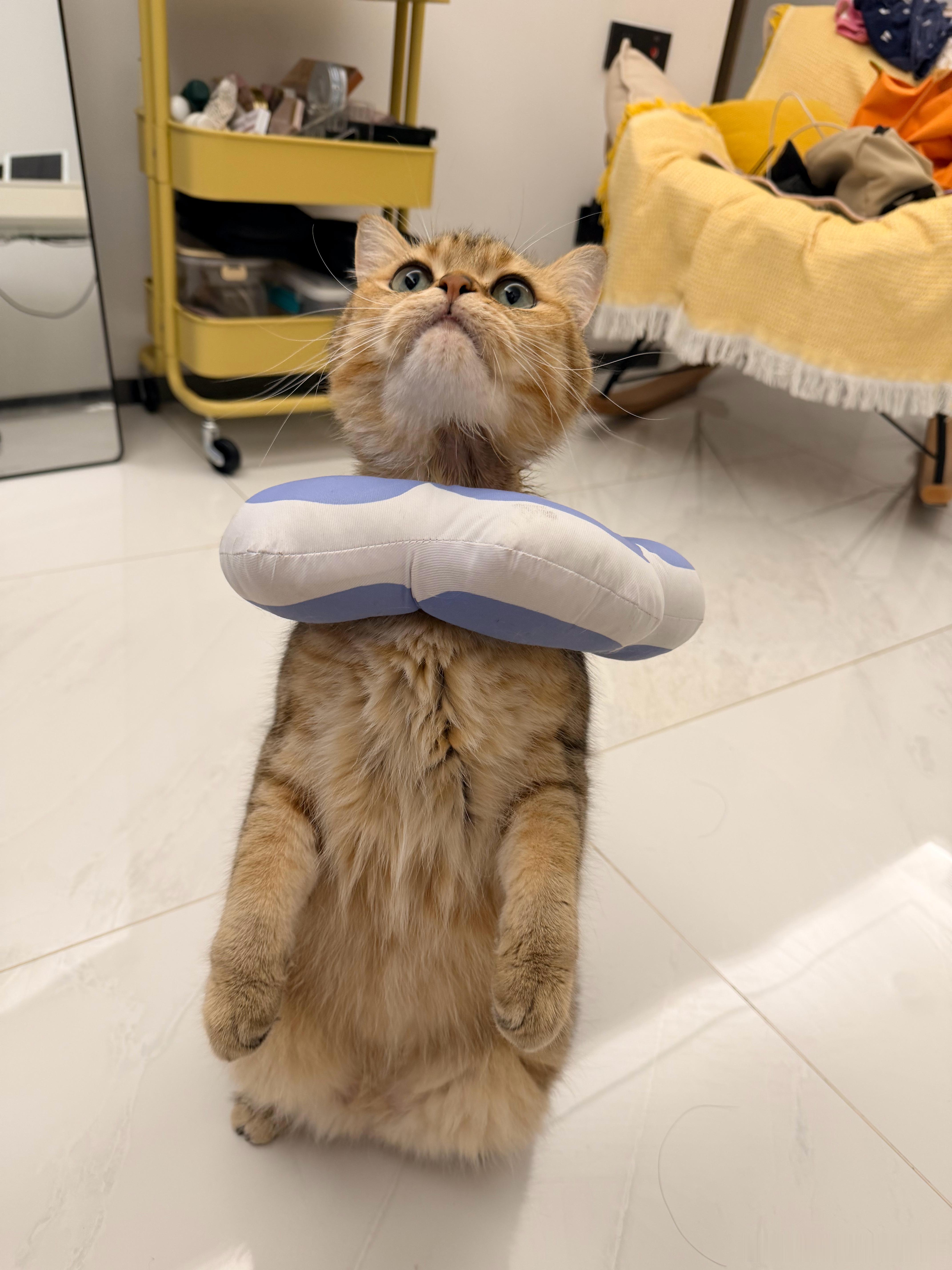 汤…汤姆猫？ 