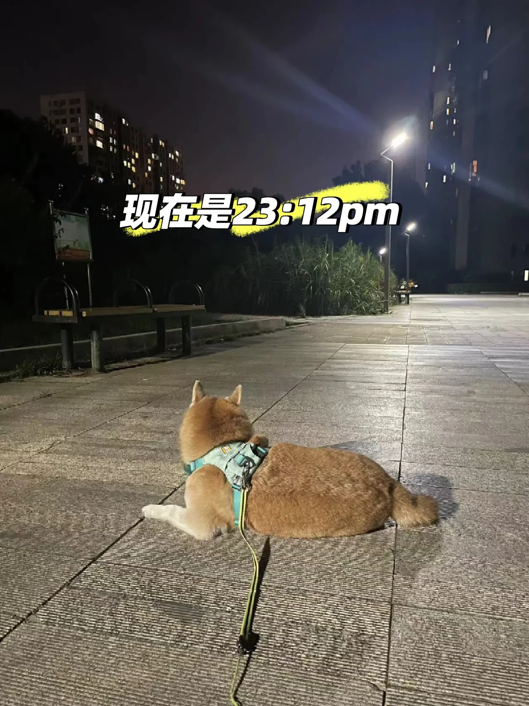 半夜非要在外面趴着