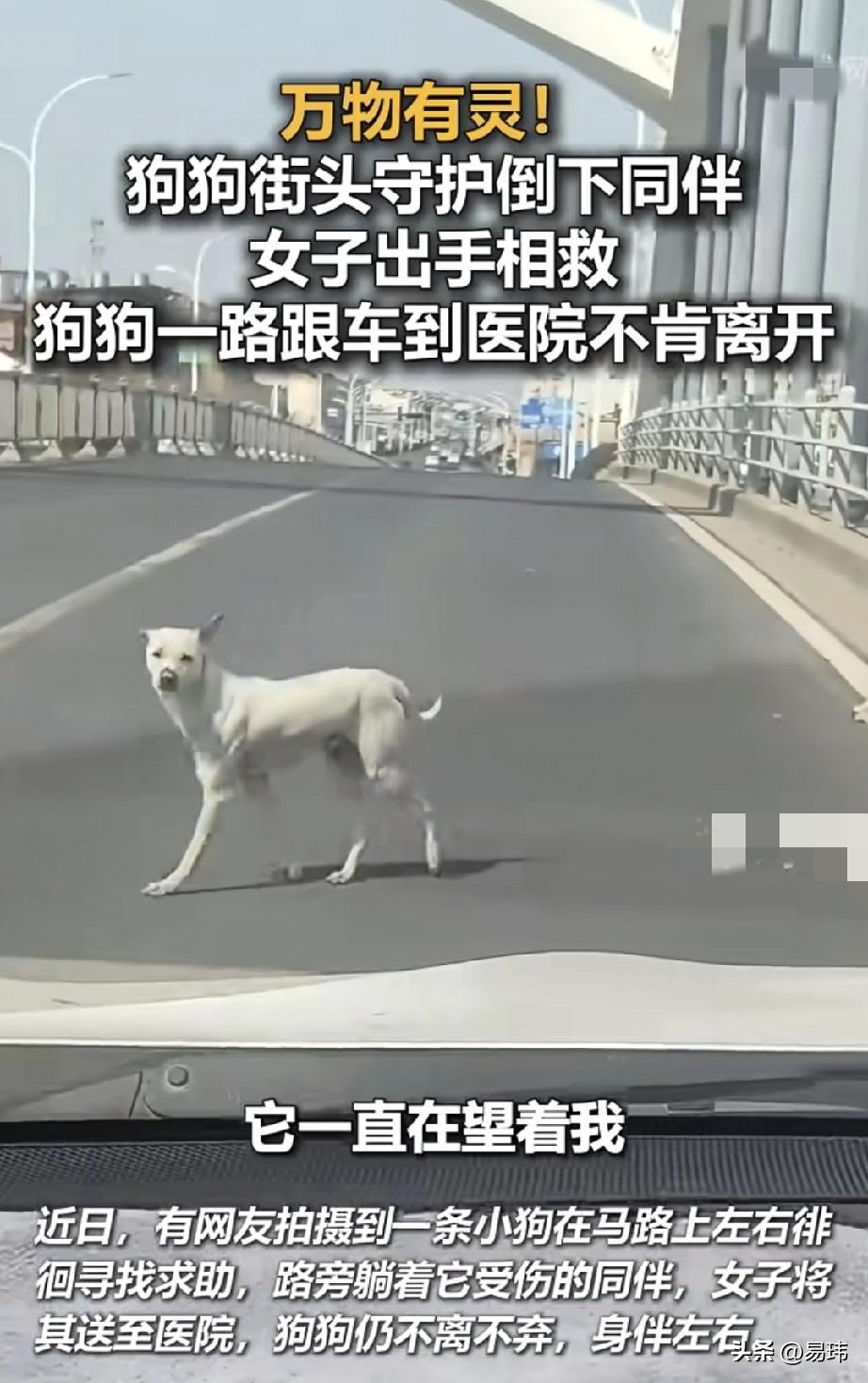 泪目了！这天一位小姐姐开车去办事，当她开车来到一座桥上的时候，看到了令人感动的一