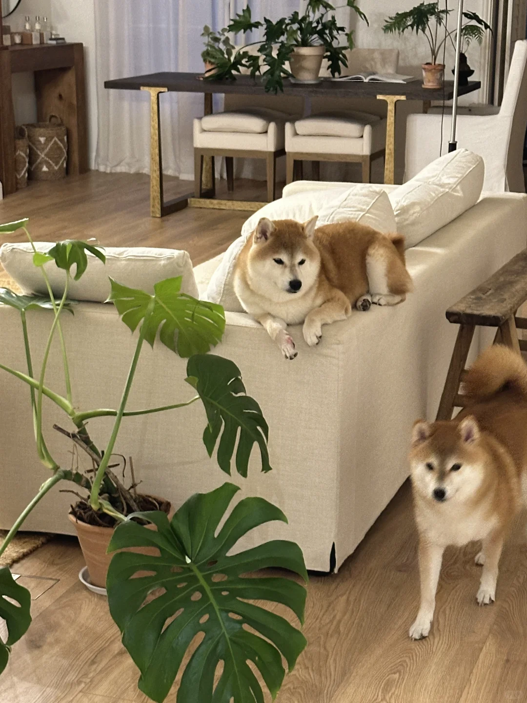 厨房门口总能长出小狗🐕
