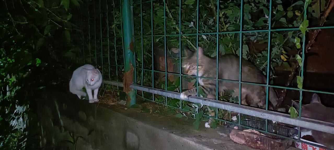 小白猫再次出现在垃圾站投喂点，那只蓝猫有些凶，小白猫不敢上前去争抢食物。如果不是