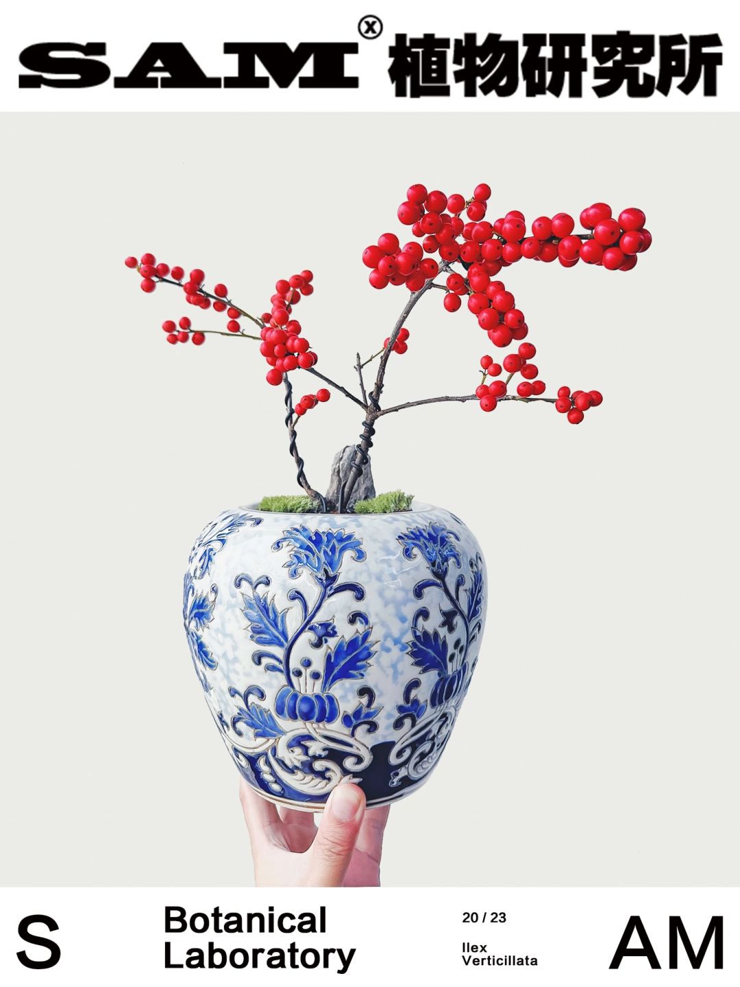 北美冬青｜Llex Verticillata