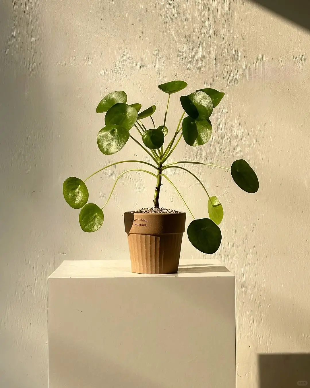 镜面草Pilea peperomioides