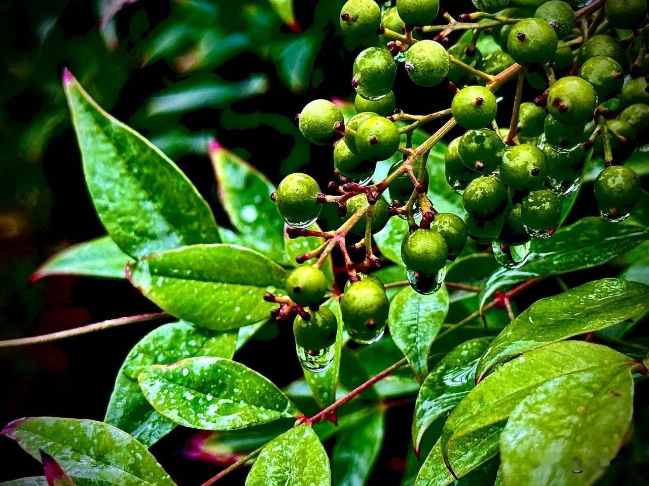 晶莹的雨滴
        （原创）


呼啸的台风已消失在远方
一霎决绝的雨