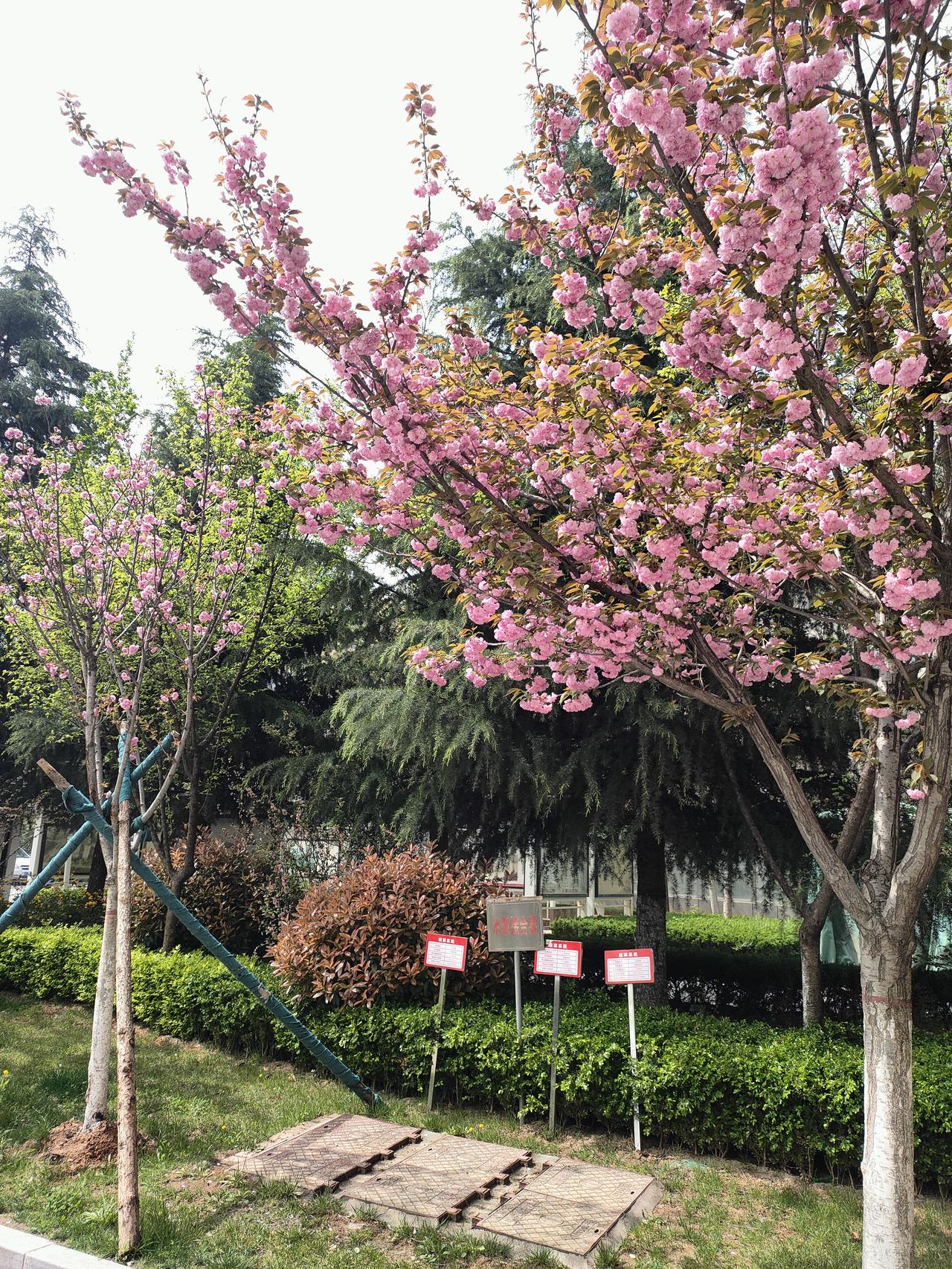 春天最想实现的愿望，其实很简单。
愿春风吹散所有烦恼，暖阳照进心底角落，日子慢慢