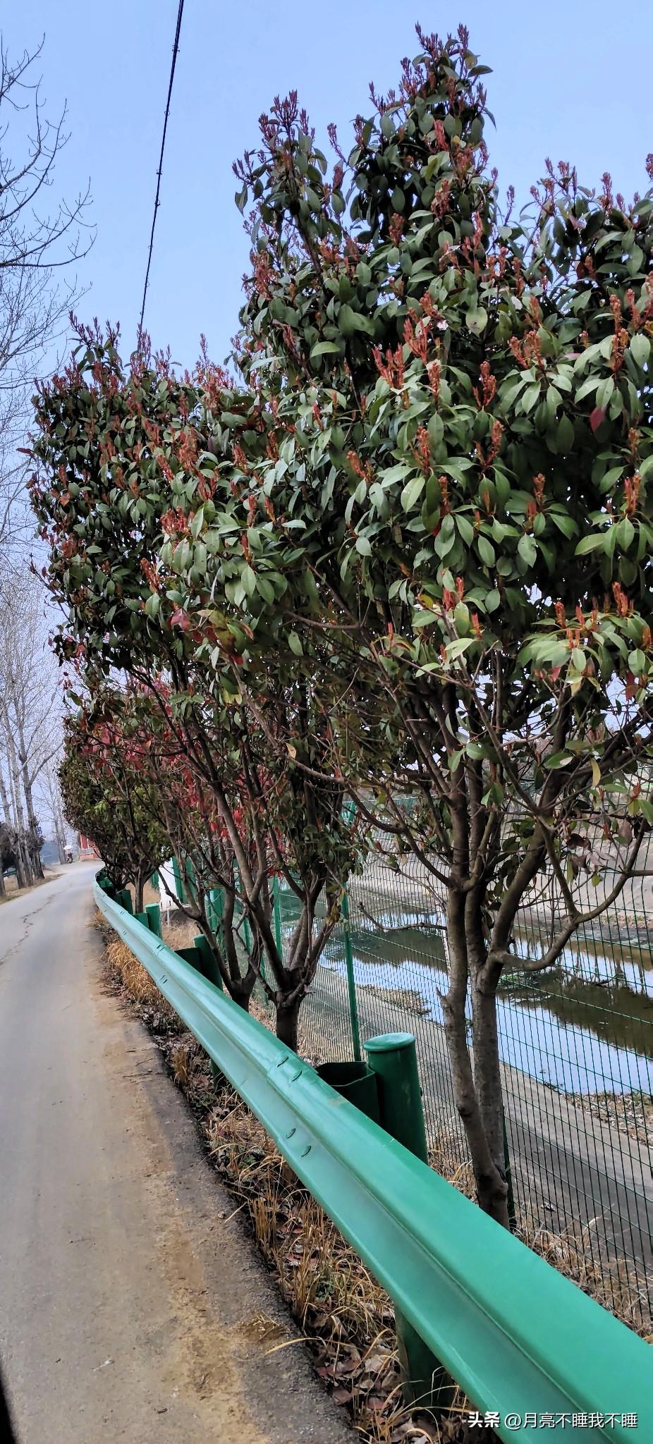 今天下班走这条小路，风还带着点凉，路边的红叶石楠却红得热闹。新抽的芽尖一簇簇的，