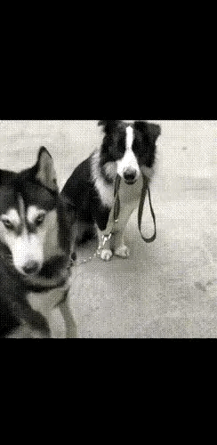 凭什么？到底凭什么？同样都是狗，为什么边牧就可以。