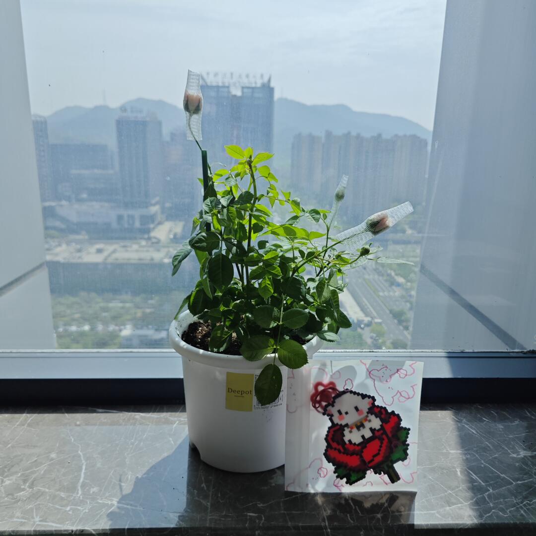 霸道童童爱上我