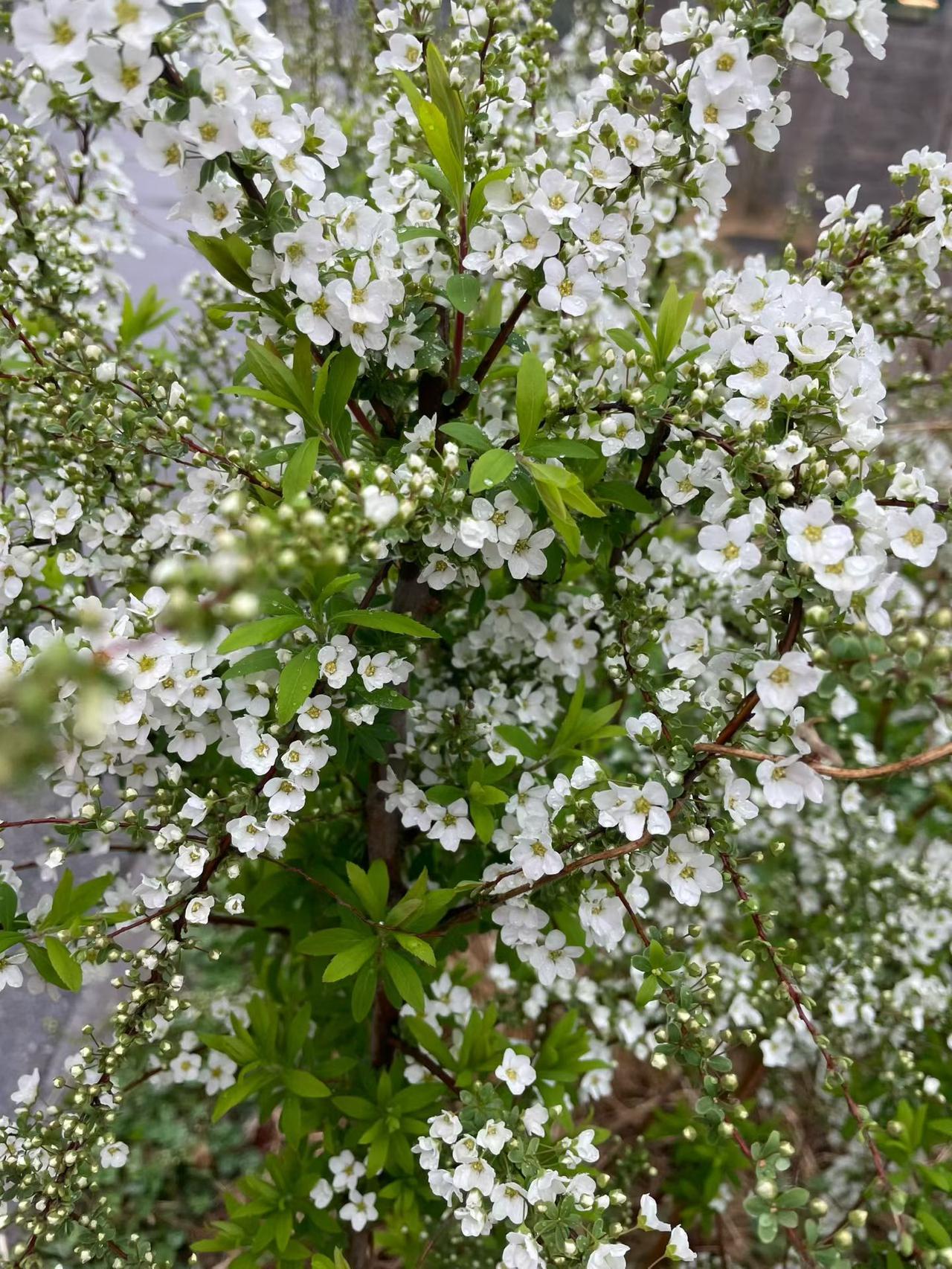 人人都夸校长好，酒桌宴席吃得饱。
珍馐美味天天叫，血压血糖节节高。
人人都捧校长