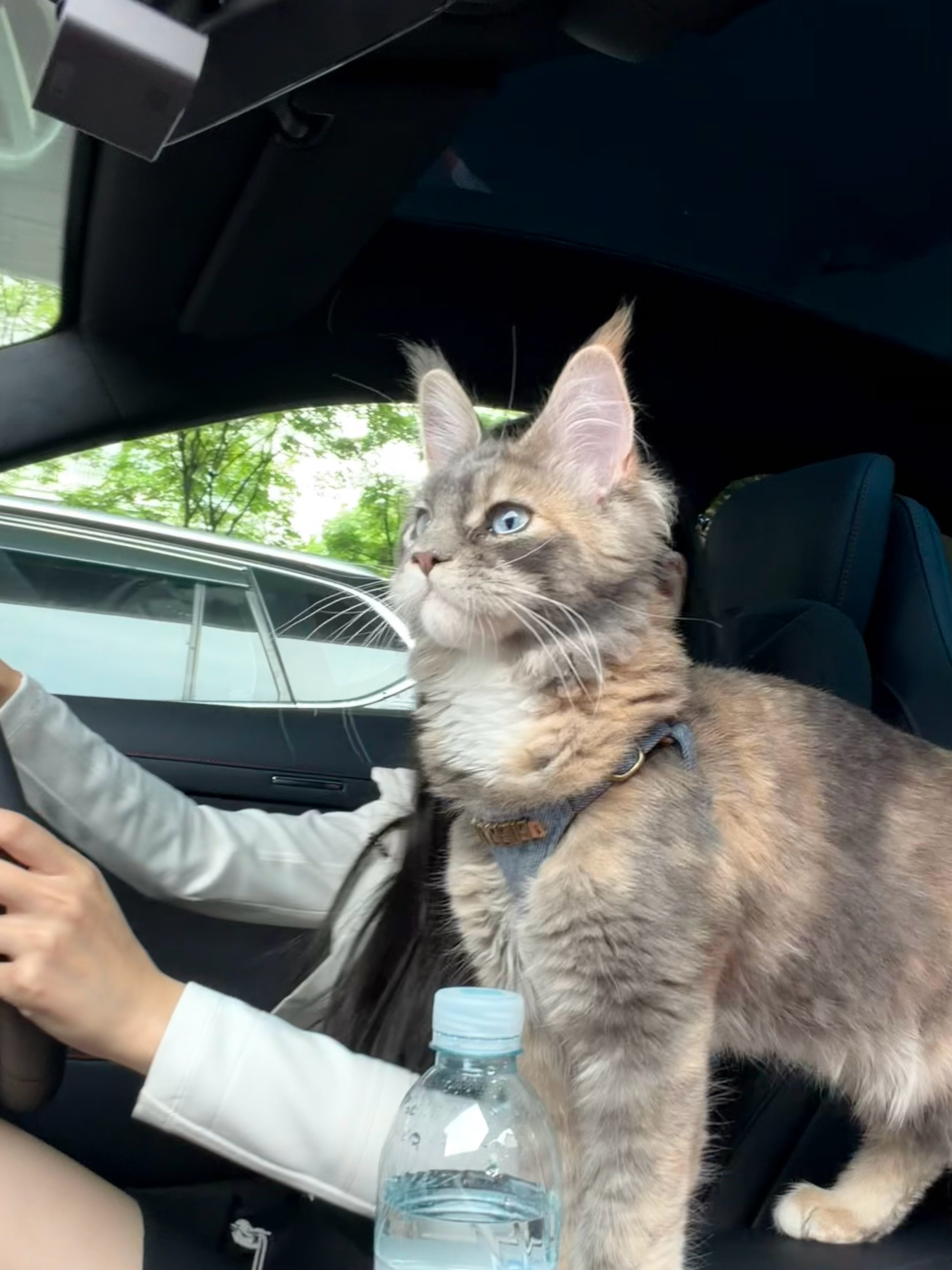 mia的plog时刻 今天第一次带Luna坐车出门！非常配合的小猫咪🐱 上海