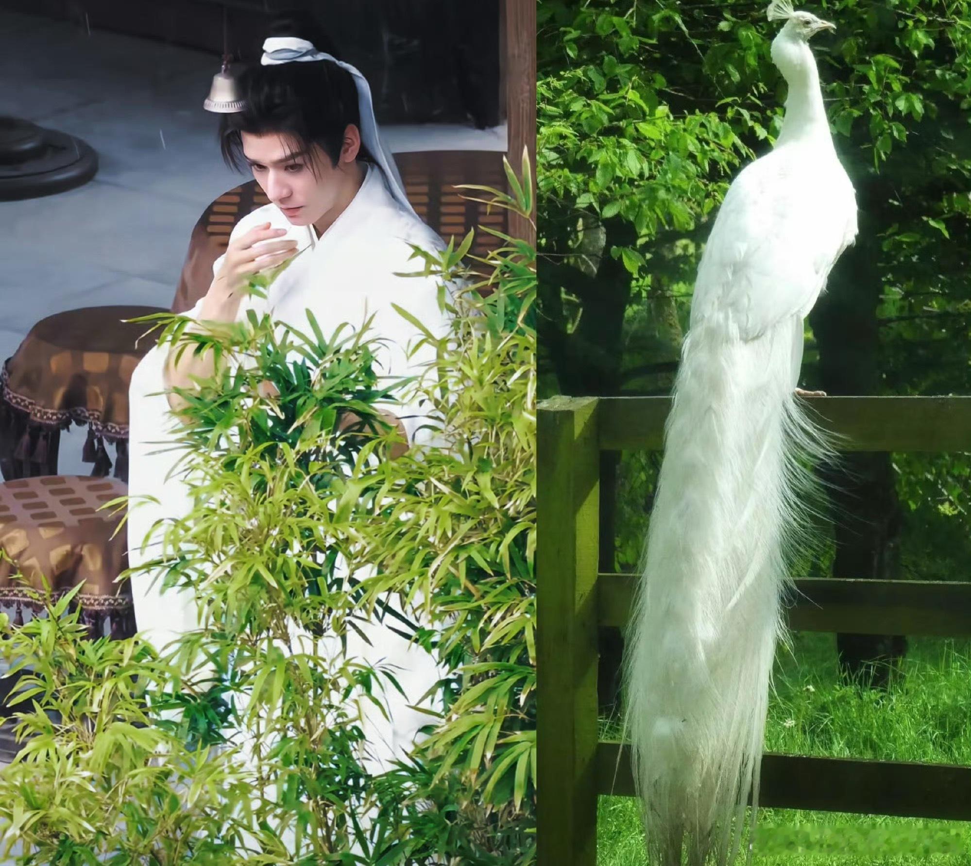 龚俊这妆造缘绝了，好像花孔雀🦚 