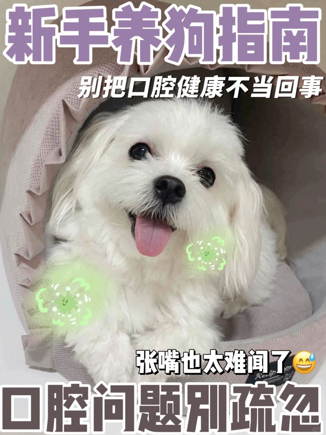 新手养狗指南！千万别忽略狗狗口腔护理