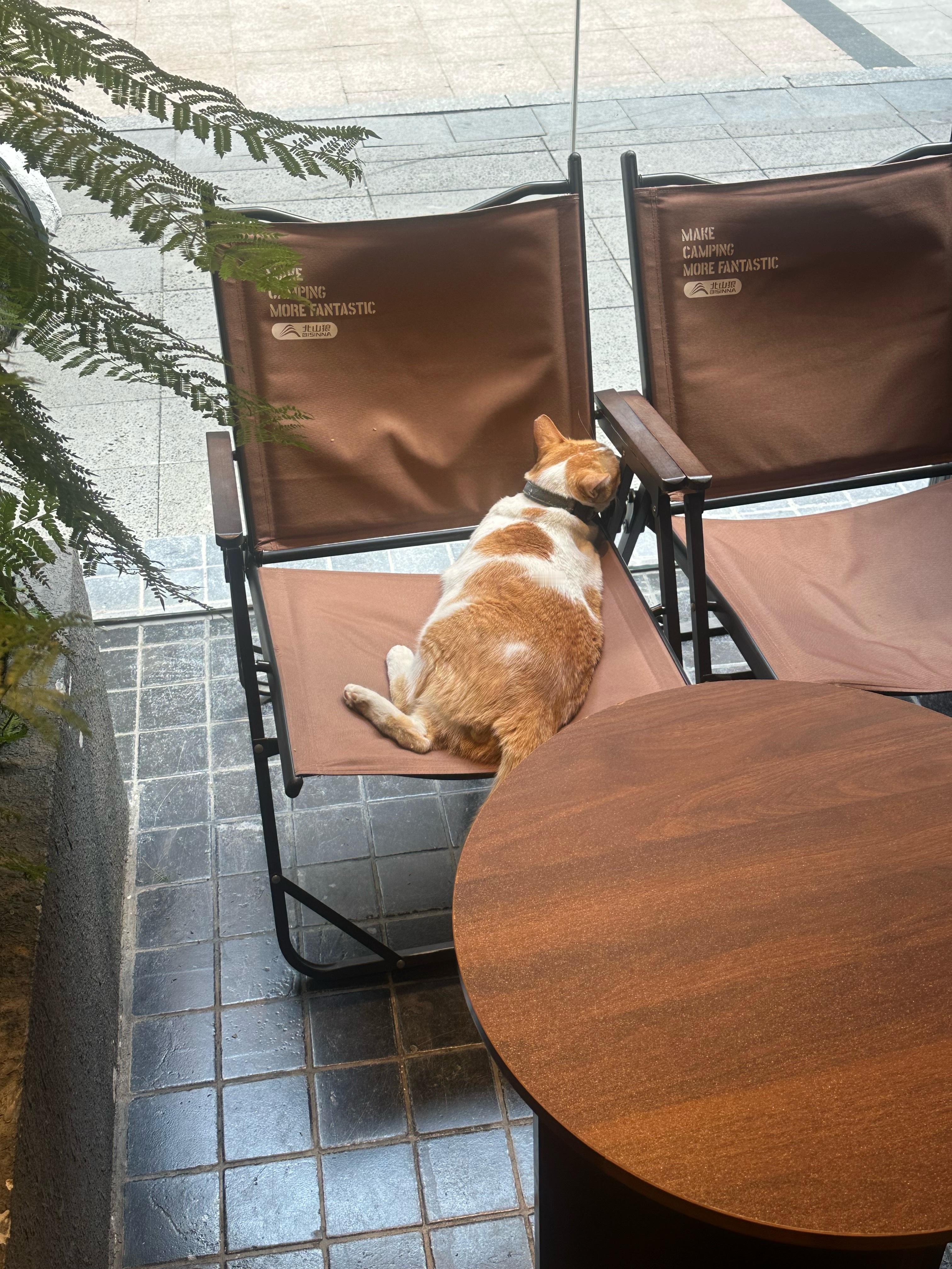 咖啡店开业一年半了，这个流浪招财猫也来光顾了一年半。隔壁蛋糕店小姐姐会给洗澡喂食