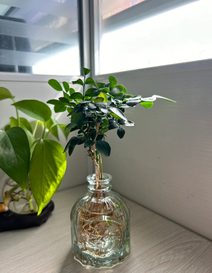 打工人的植物比打工人精神 ​​​
