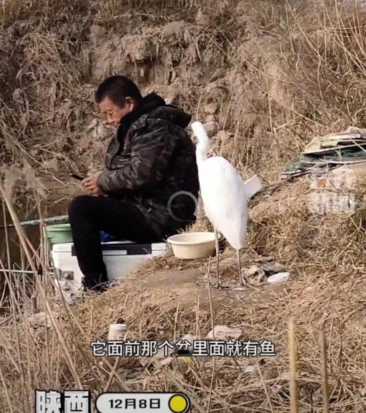 陕西钓友和白鹭的名场面，直接把“万物有灵”焊死在我心里！
 
        谁