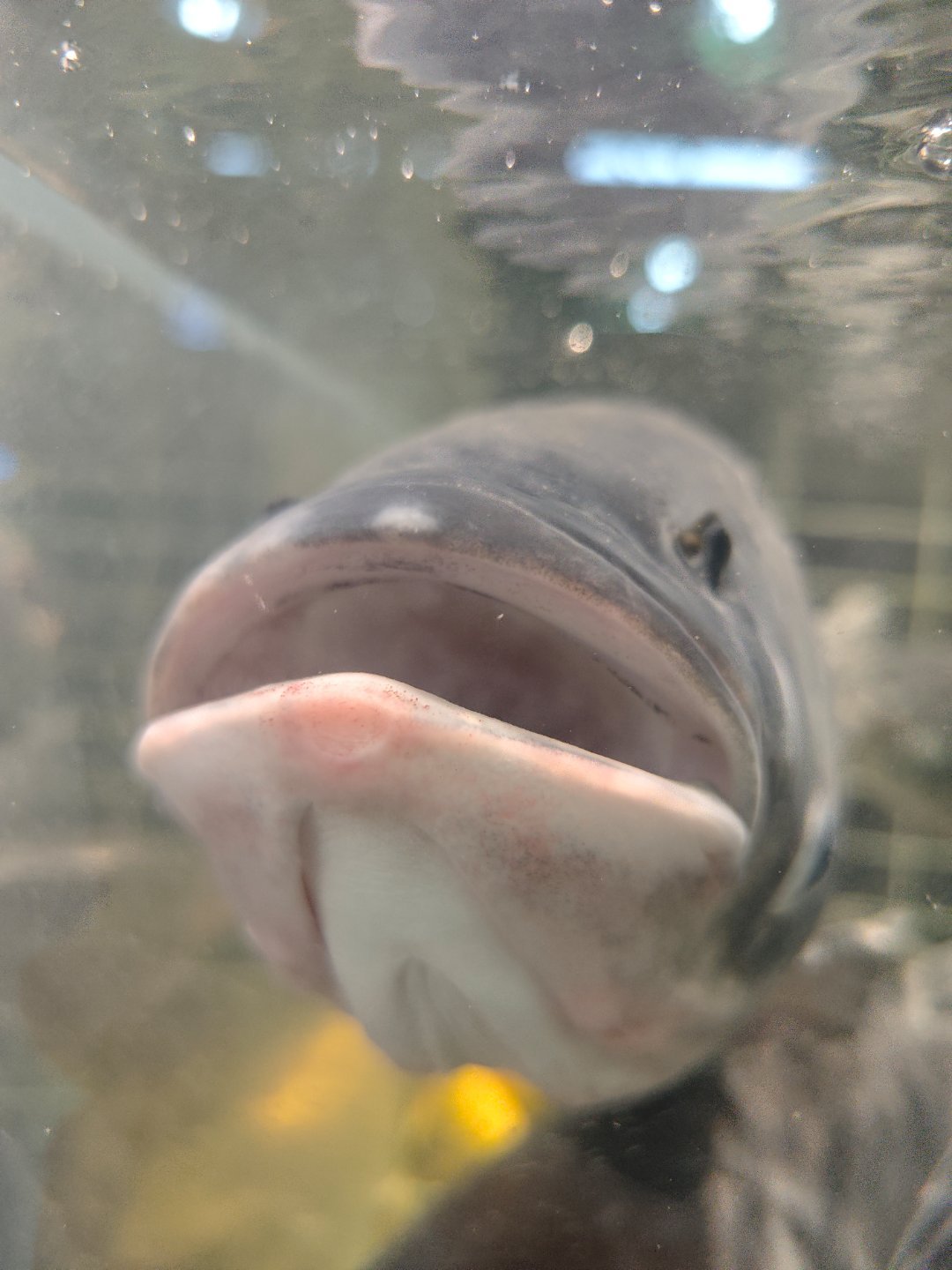 听说现在网上不能随便鱼说嘴大，是真的吗？数码闲聊站