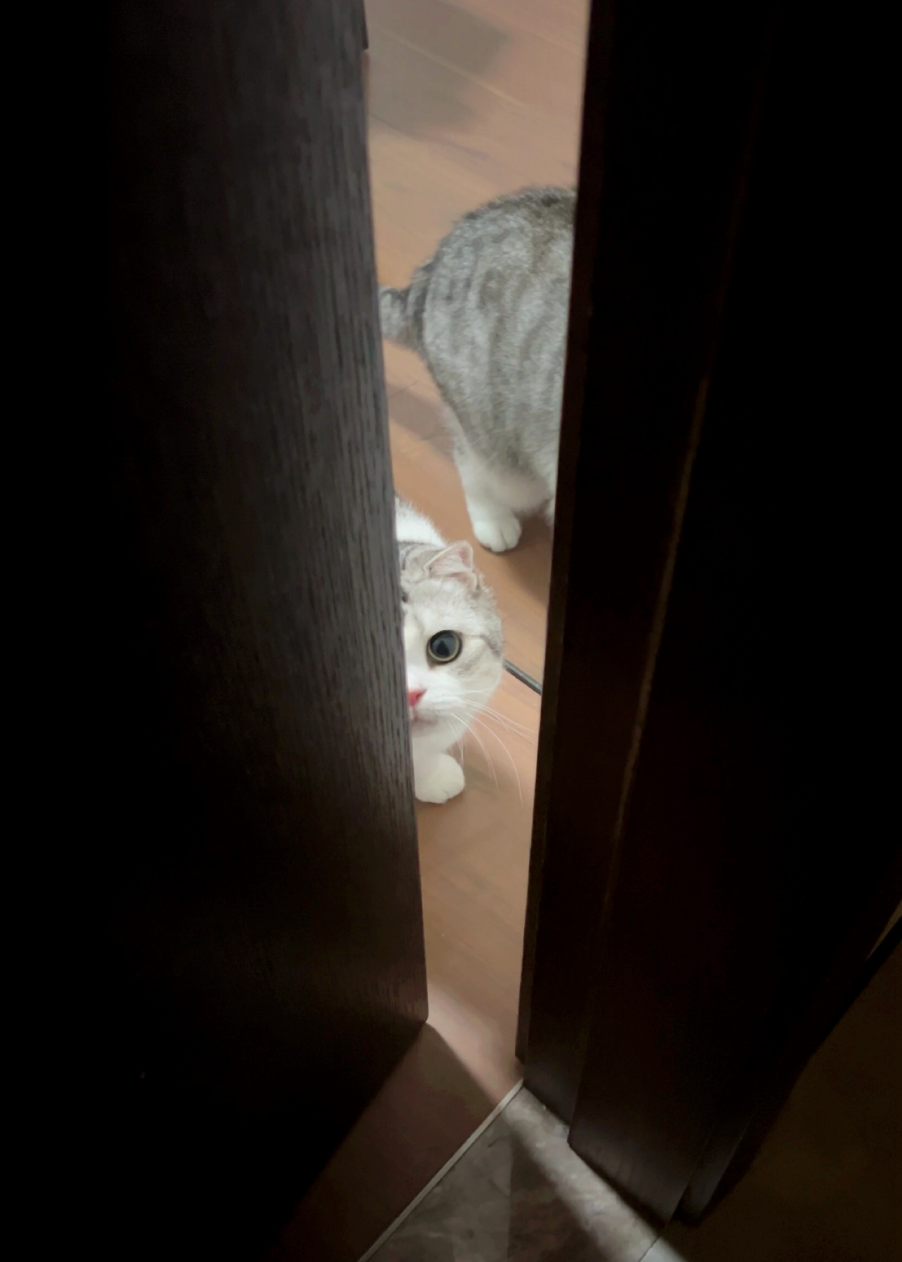 最喜欢躲猫猫了！#喵趣横生# ​​​