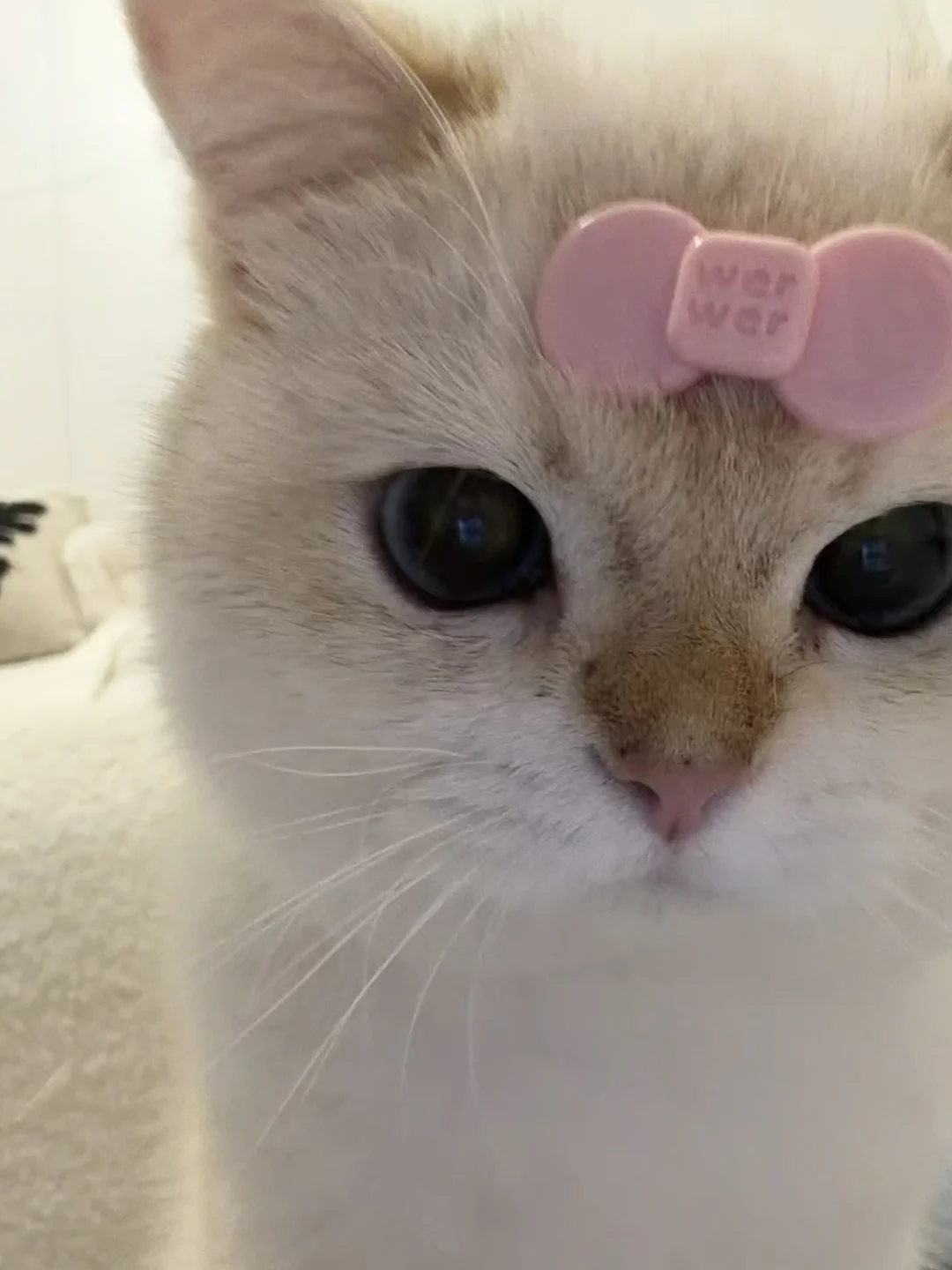 人！Do you love 咪⦁֊⦁ಣ