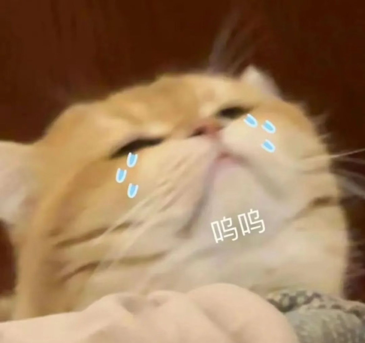 谁懂，被10来斤重的猫踩到胸真的巨巨巨痛，下手没轻没重