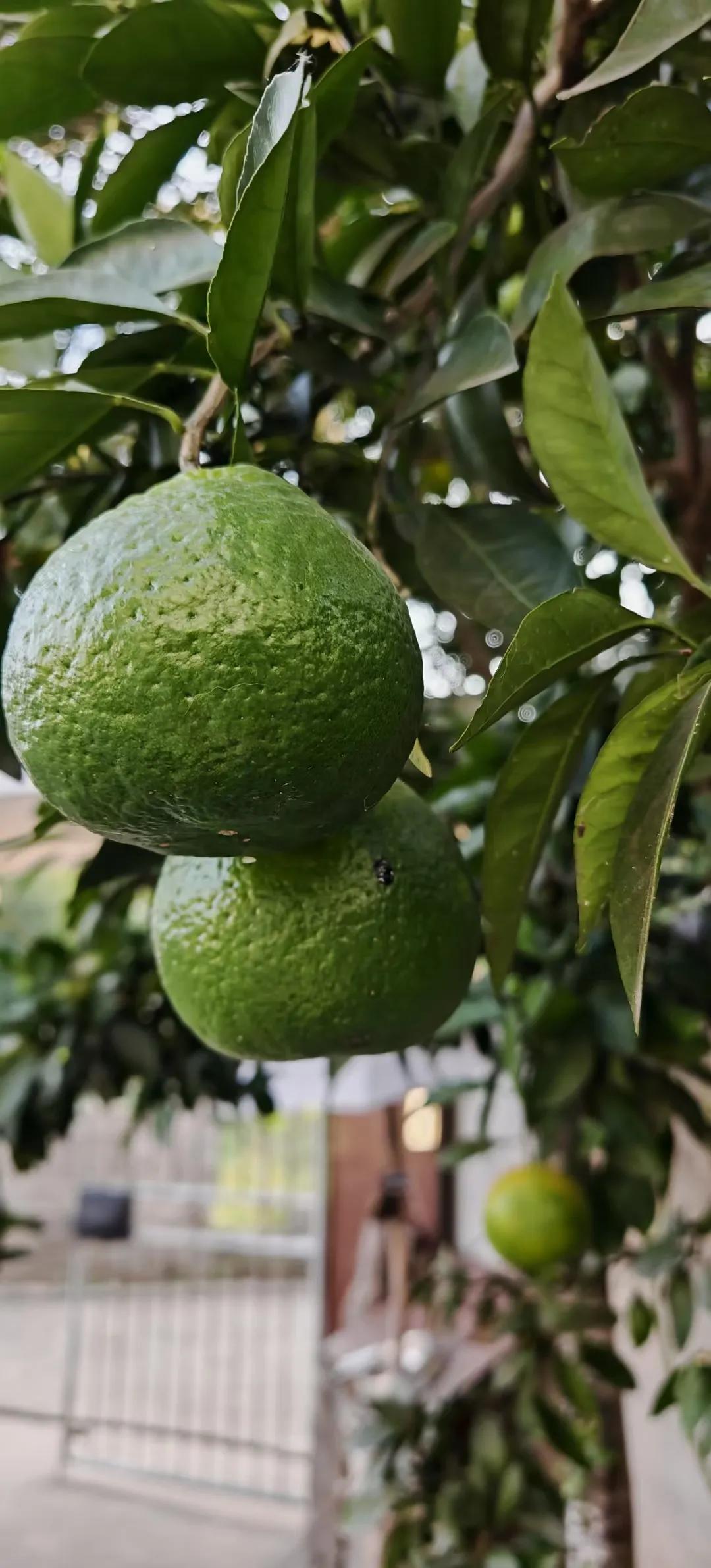 一年好景君须记，正是橙黄橘绿时，秋天来了，橘子🍊丰收一张图证明秋天来了